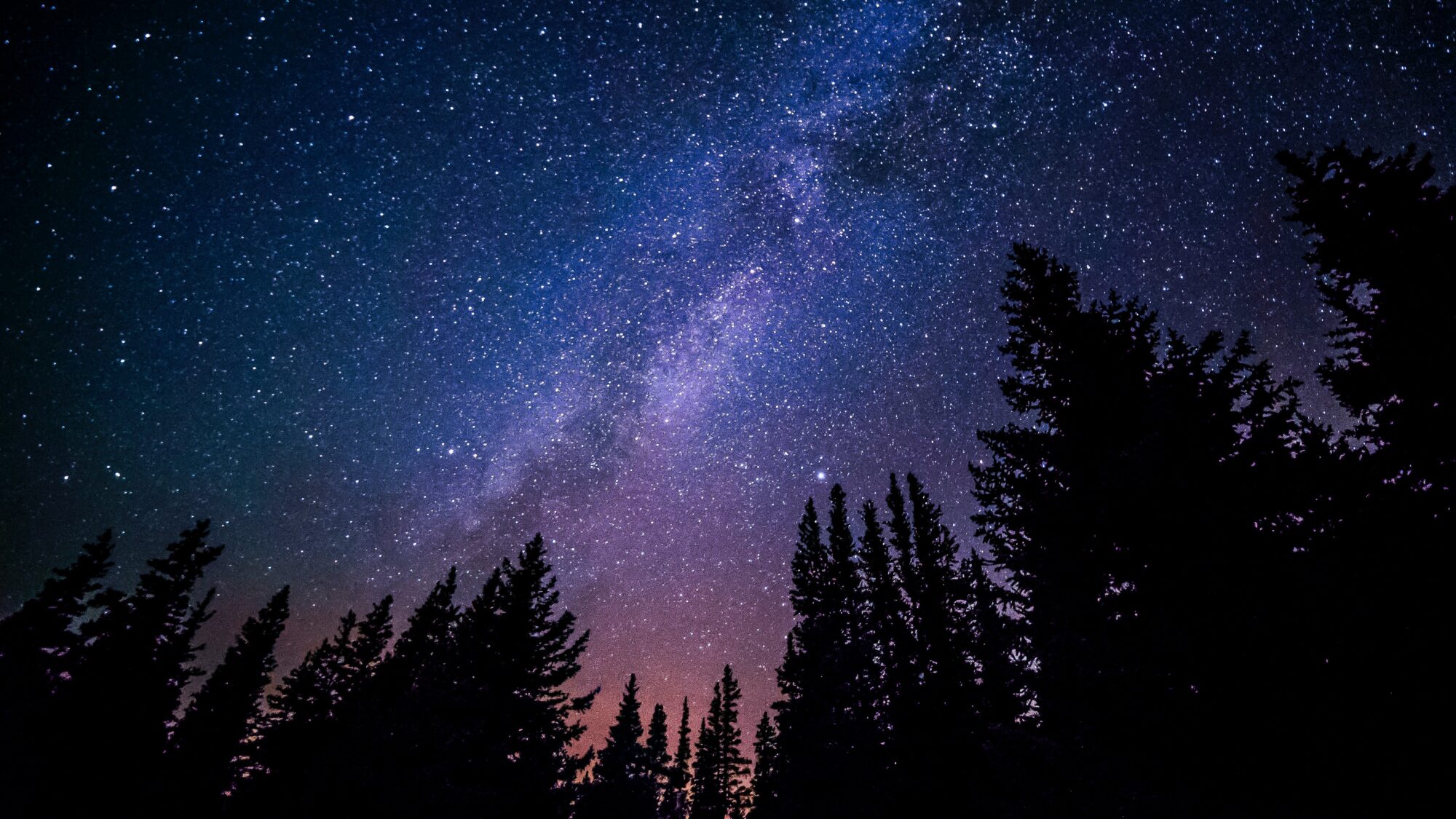 Photo d'une forêt la nuit